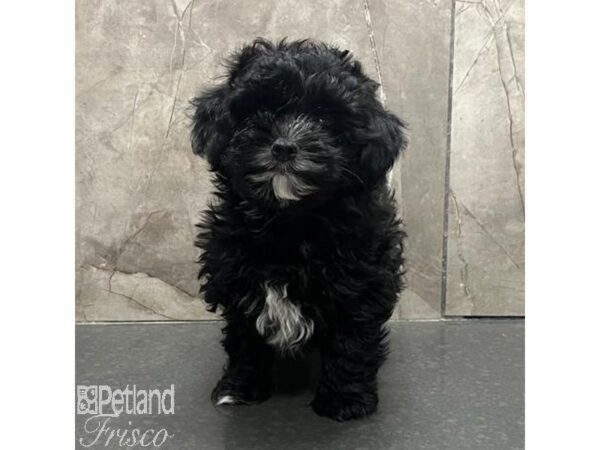 Poovanese Dog Female Black 31568 Petland Frisco, Texas