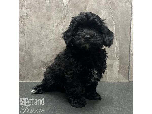 Poovanese Dog Female Black 31567 Petland Frisco, Texas