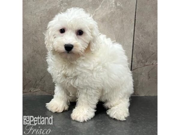 Bichon Frise Dog Female White 31588 Petland Frisco, Texas