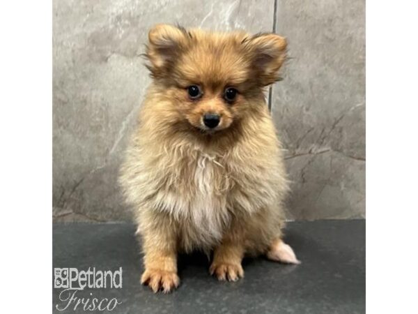 Pomeranian-Dog-Female-Orange Sable-31590-Petland Frisco & Mckinney, Texas