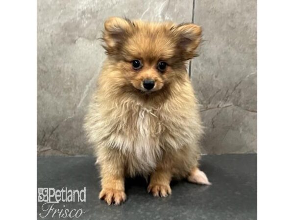 Pomeranian Dog Female Orange Sable 31590 Petland Frisco, Texas