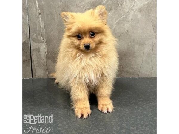 Pomeranian Dog Male Orange Sable 31592 Petland Frisco, Texas