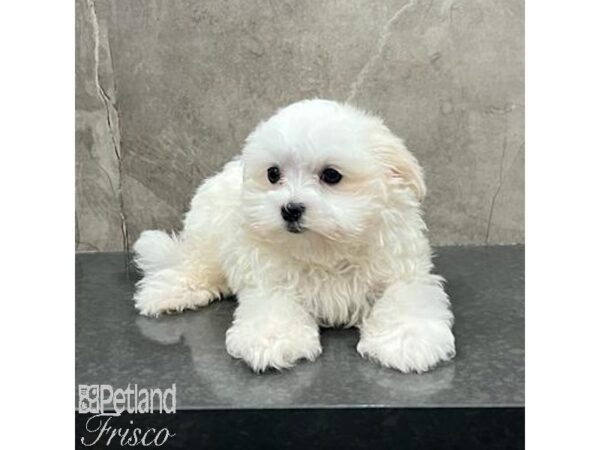 Maltese Dog Male White 31593 Petland Frisco, Texas