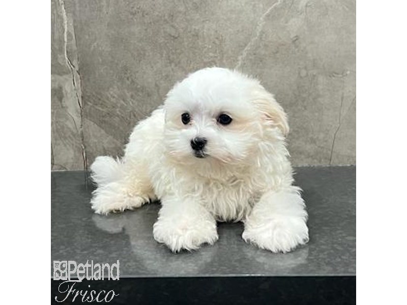 Maltese Dog Male White 31593