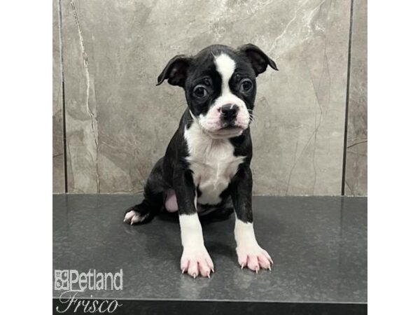 Boston Terrier-Dog-Female-Brindle / White-31594-Petland Frisco, Texas