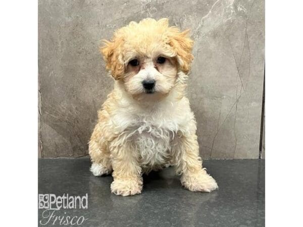 Miniature Poodle-Dog-Female-Apricot-31599-Petland Frisco, Texas
