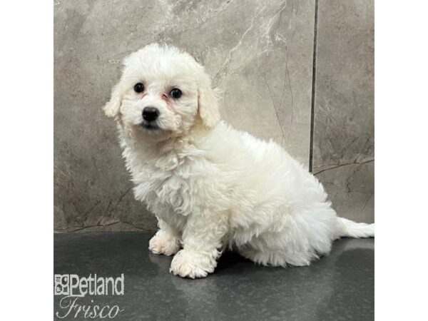 Bichon Frise Dog Female White 31603 Petland Frisco, Texas