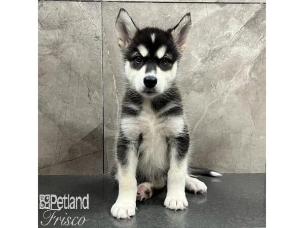 Alaskan Malamute Dog Female Black / White 31605 Petland Frisco, Texas