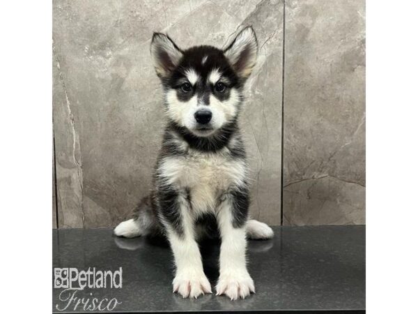 Alaskan Malamute Dog Male Black / White 31606 Petland Frisco, Texas