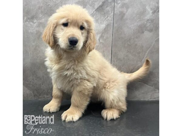 Golden Retriever Dog Female Golden 31619 Petland Frisco, Texas