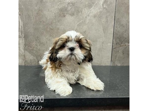 Shih Tzu-Dog-Female-Tri-31609-Petland Frisco & Mckinney, Texas