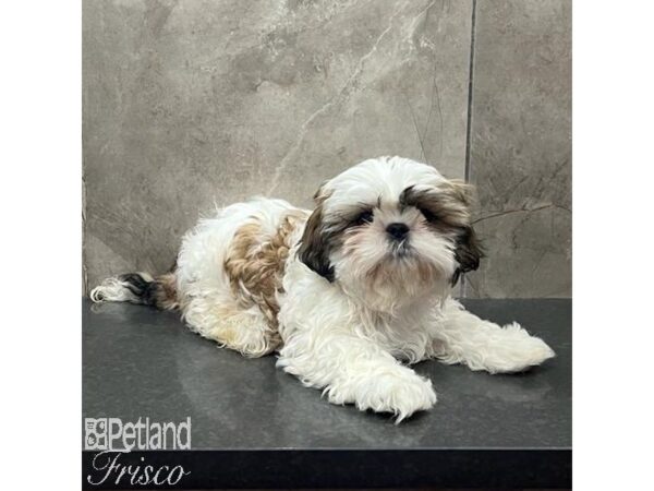 Shih Tzu-Dog-Male-Tri-31611-Petland Frisco & Mckinney, Texas