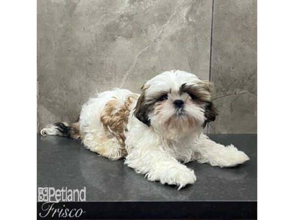 Shih Tzu Dog Male Tri 31611 Petland Frisco, Texas