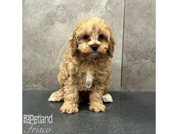 Cavapoo Dog Female Red 31630 Petland Frisco, Texas