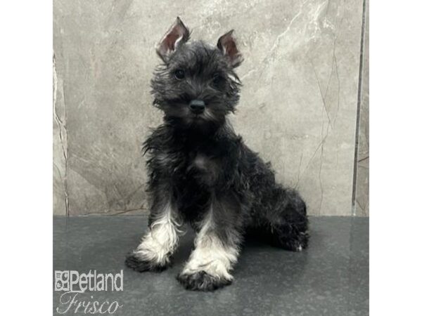 Miniature Schnauzer-Dog-Female-Salt and Pepper-31639-Petland Frisco & Mckinney, Texas