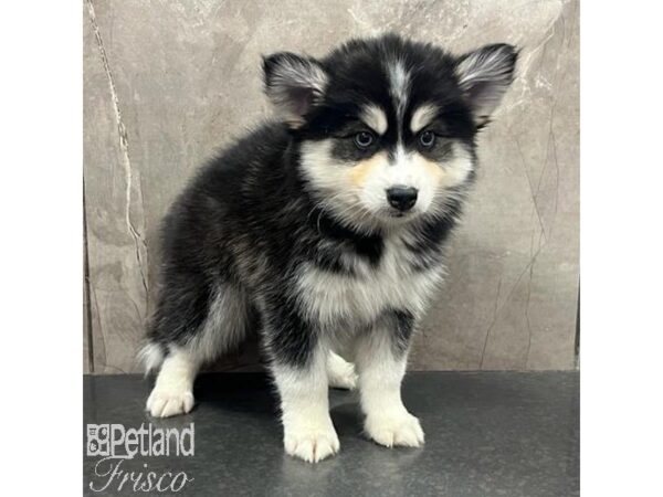 Pomsky Dog Male Black and White 31641 Petland Frisco, Texas