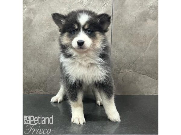 Pomsky-Dog-Female-Blue and White-31642-Petland Frisco & Mckinney, Texas