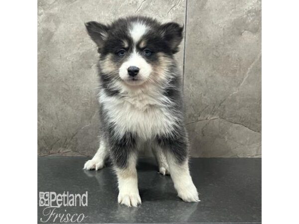 Pomsky Dog Female Blue and White 31642 Petland Frisco, Texas