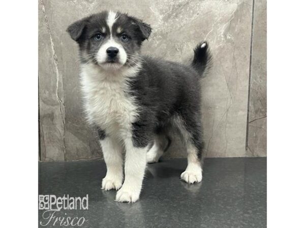 Pomsky Dog Female Blue 31643 Petland Frisco, Texas