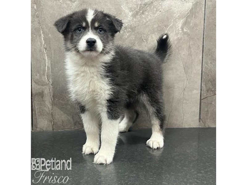 Pomsky Dog Female Blue 31643