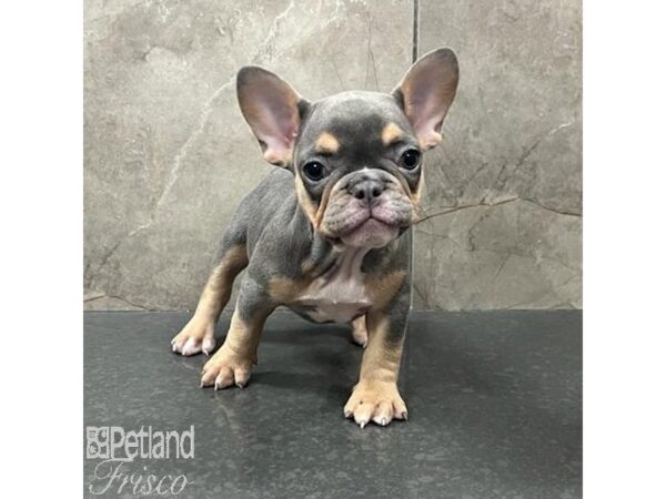 French Bulldog Dog Female Blue and Tan 31648 Petland Frisco, Texas