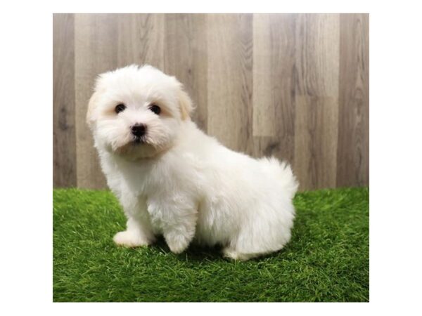 Havanese Dog Female White 31666 Petland Frisco, Texas