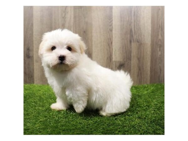 [#31666] White Female Havanese Puppies For Sale