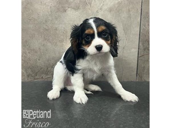 Cavalier King Charles Spaniel Dog Male Black White / Tan 31635 Petland Frisco, Texas