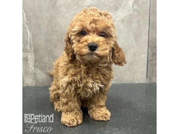 Cockapoo 2nd gen Dog Female Apricot 31637 Petland Frisco, Texas