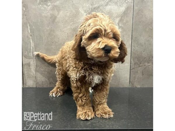 Cockapoo 2nd gen Dog Male Apricot and White 31638 Petland Frisco, Texas