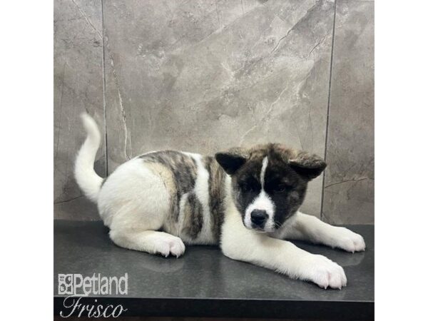 Akita Dog Female Red and White 31646 Petland Frisco, Texas