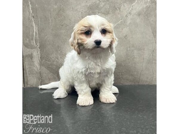 Cavachon-Dog-Female-Blenheim-31651-Petland Frisco, Texas