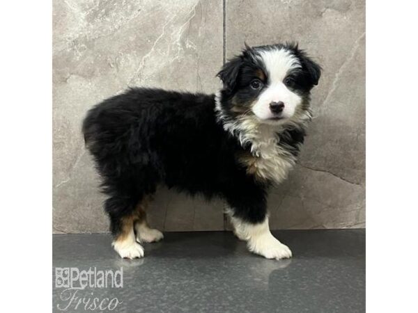 Miniature Australian Shepherd Dog Female Black Tan / White 31653 Petland Frisco, Texas