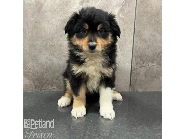 Miniature Australian Shepherd Dog Male Black Tan / White 31654 Petland Frisco, Texas