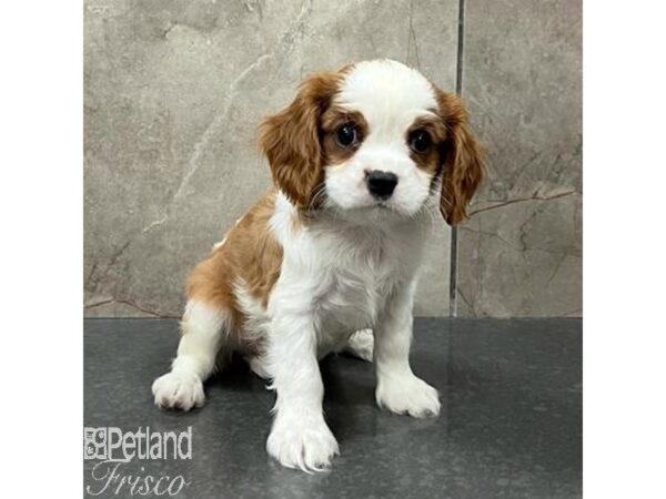 Cavalier King Charles Spaniel Dog Male Blenheim 31657 Petland Frisco, Texas