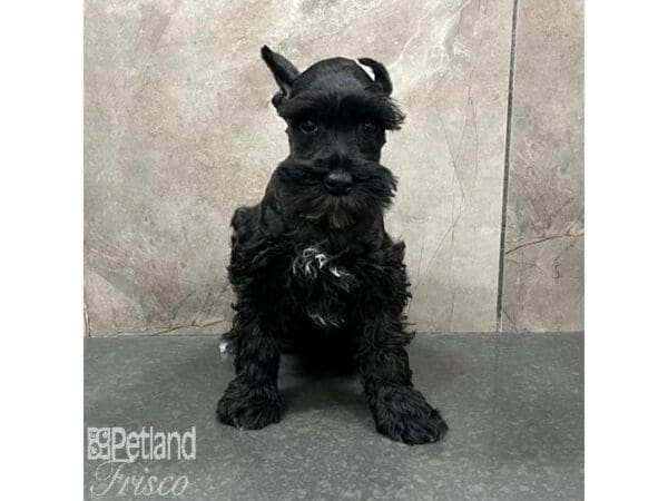 Miniature Schnauzer-Dog-Male-Black-31658-Petland Frisco, Texas