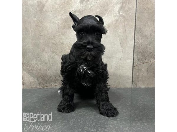 Miniature Schnauzer Dog Male Black 31658 Petland Frisco, Texas