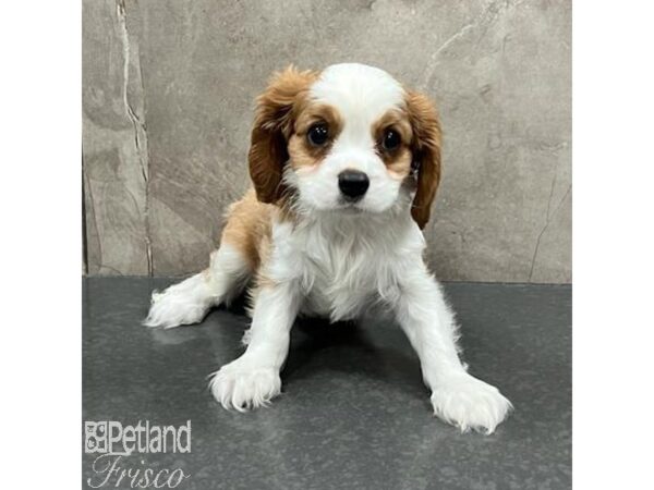 Cavalier King Charles Spaniel Dog Male Blenheim 31659 Petland Frisco, Texas