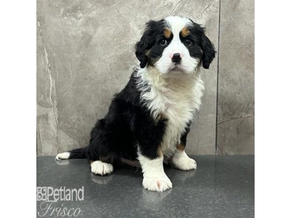 Mini Bernese-Dog-Male-Tri-Colored-31661-Petland Frisco, Texas