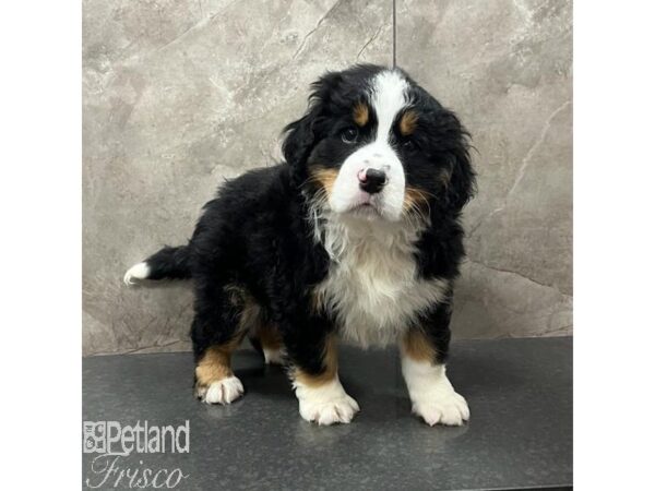 Mini Bernese-Dog-Male-Tri-Colored-31662-Petland Frisco, Texas