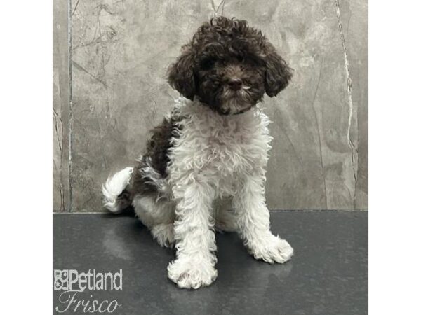 Goldendoodle Mini-Dog-Male-Chocolate / White-31663-Petland Frisco & Mckinney, Texas
