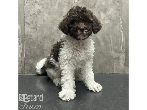 Goldendoodle Mini Dog Male Chocolate / White 31663 Petland Frisco, Texas