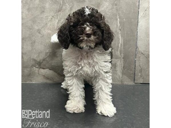 Goldendoodle Mini Dog Male Chocolate / White 31664 Petland Frisco, Texas