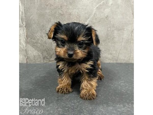 Yorkshire Terrier Dog Female Black / Tan 31665 Petland Frisco, Texas