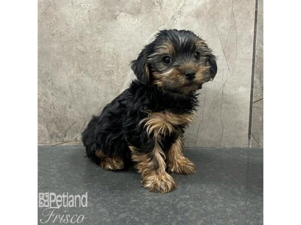 Yorkshire Terrier Dog Male Black / Tan 31667 Petland Frisco, Texas