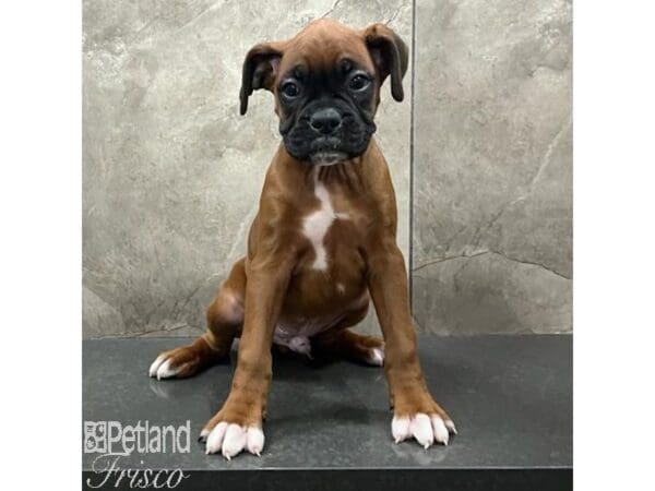 Boxer-Dog-Male-Fawn-31668-Petland Frisco, Texas