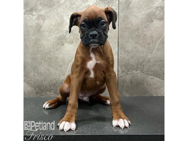 Boxer Dog Male Fawn 31668 Petland Frisco, Texas