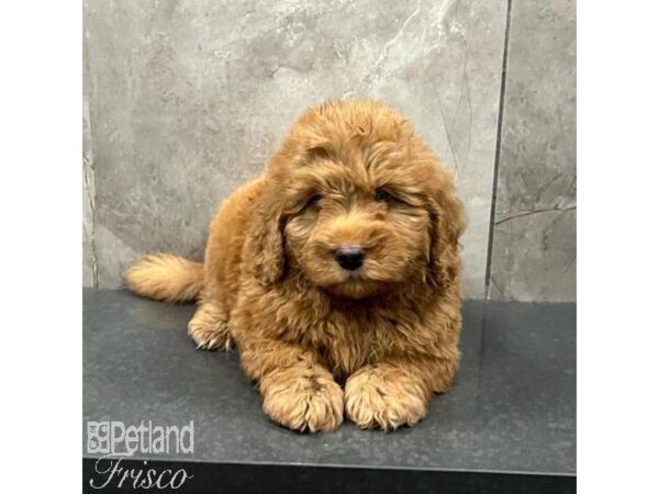 Bernedoodle Mini 2nd Gen Dog Male Red 31669 Petland Frisco, Texas