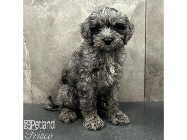 Bernedoodle Mini 2nd Gen-Dog-Male-Blue Merle-31670-Petland Frisco & Mckinney, Texas