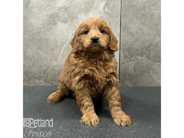 Goldendoodle Mini Dog Male Red 31671 Petland Frisco, Texas